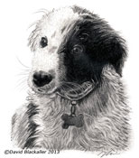 Pencil portrait of Scruff the Dog by David Blackaller